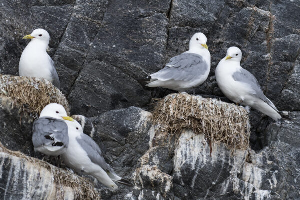 Kitiwakes are a typical species, but may be affected by certain fishery practices. Photo: Peter Prokosch